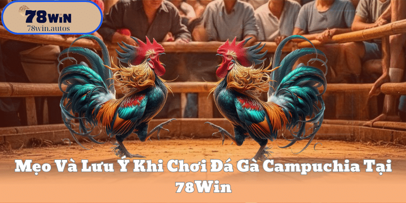 Mẹo Và Lưu Ý Khi Chơi Đá Gà Campuchia Tại 78Win