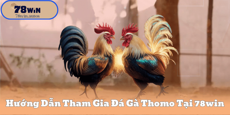 Hướng Dẫn Tham Gia Đá Gà Thomo Tại 78win