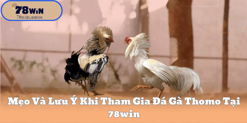 Mẹo Và Lưu Ý Khi Tham Gia Đá Gà Thomo Tại 78win