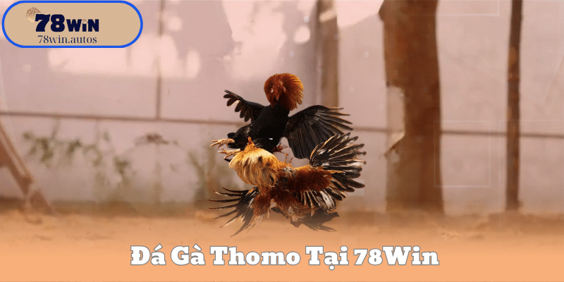 Đá Gà Thomo Tại 78Win